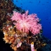 coral_soft_lk_v_0705_png1165.jpg